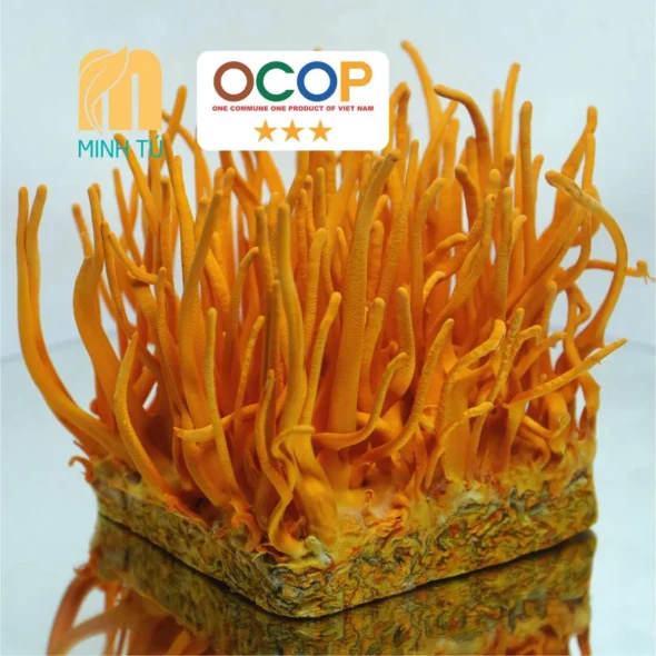 Đông Trùng Hạ Thảo