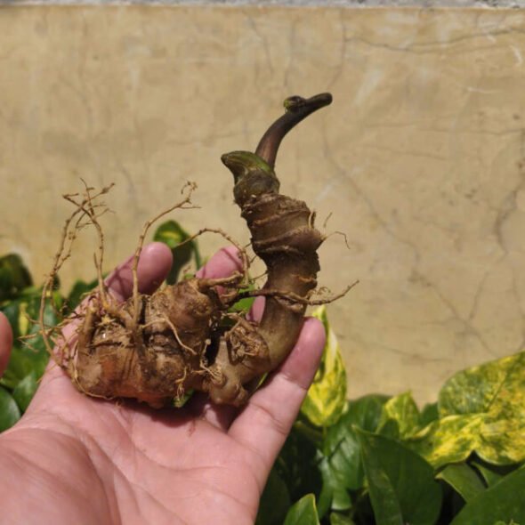Sâm Tươi Việt Nam 0.5kg